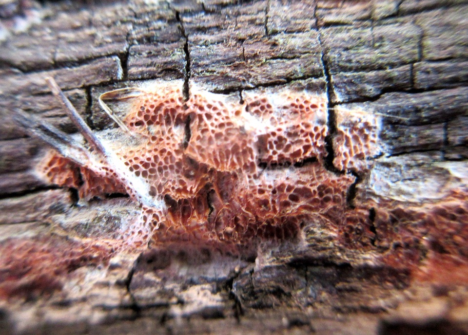 Ceriporia purpurea image
