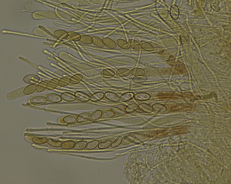 Chaetothiersia vernalis image