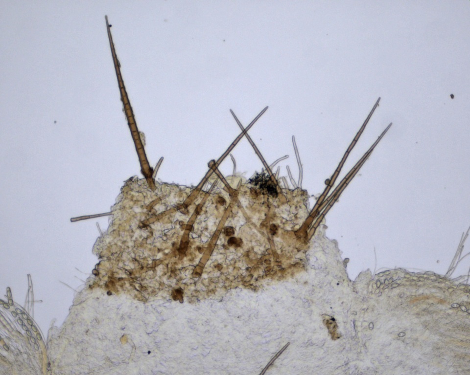 Chaetothiersia vernalis image