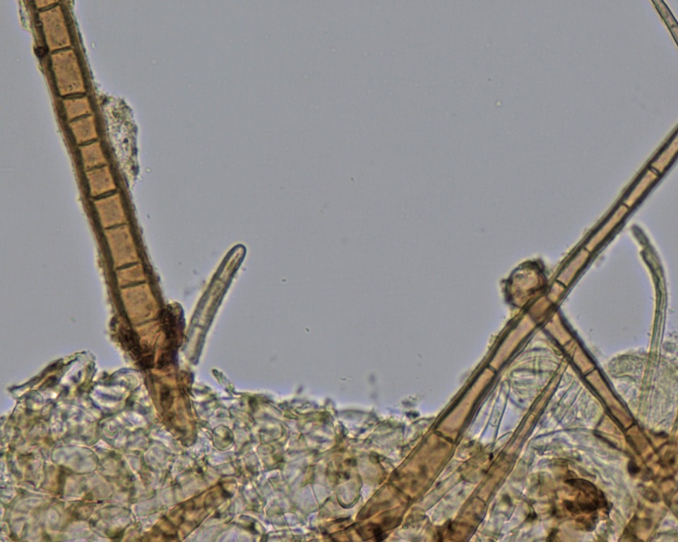 Chaetothiersia image