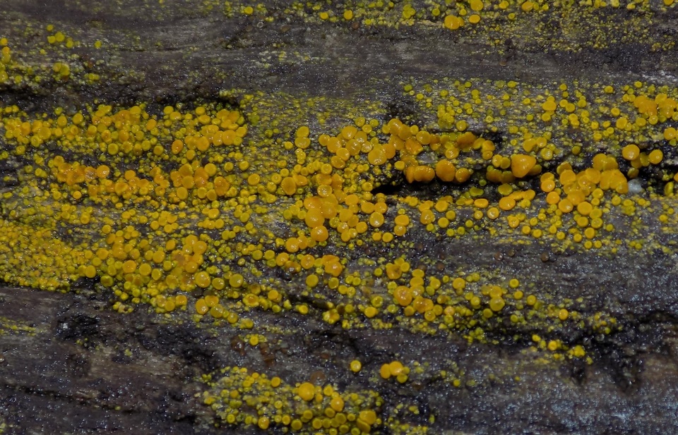Caloplaca californica image