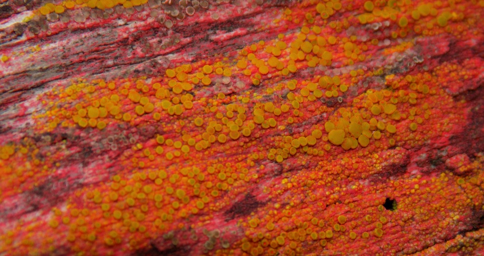 Caloplaca californica image