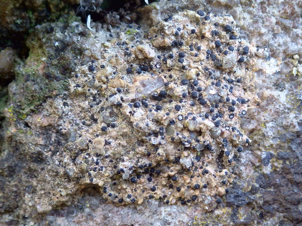 Acrocordia macrospora image