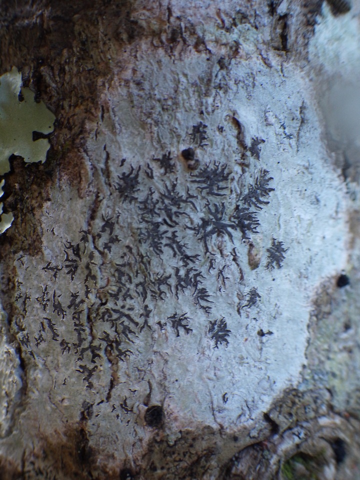 Phaeographis dendritica image