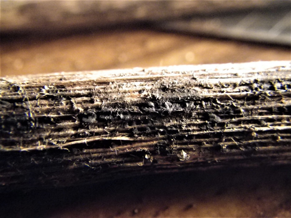 Pestalotia pezizoides image