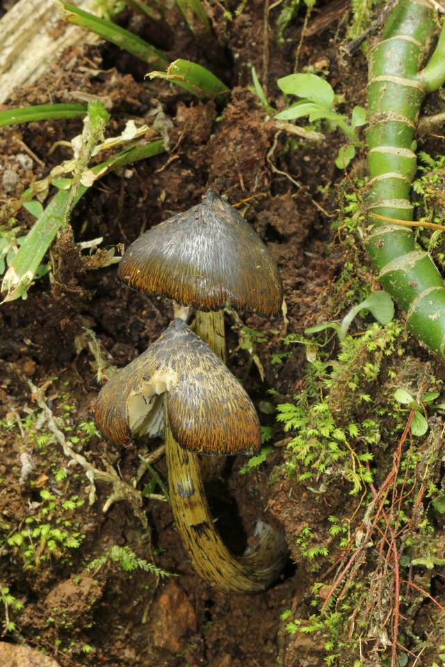 Hygrocybe atrosquamosa image