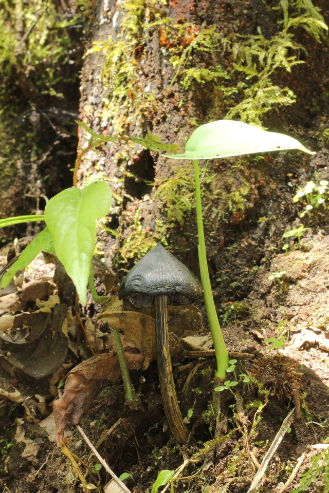 Hygrocybe atrosquamosa image