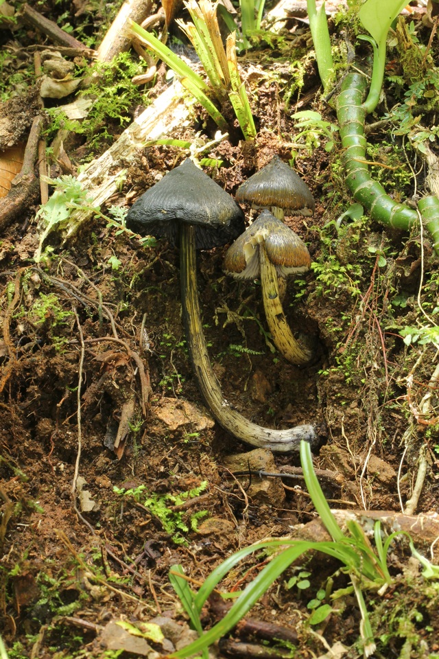 Hygrocybe atrosquamosa image