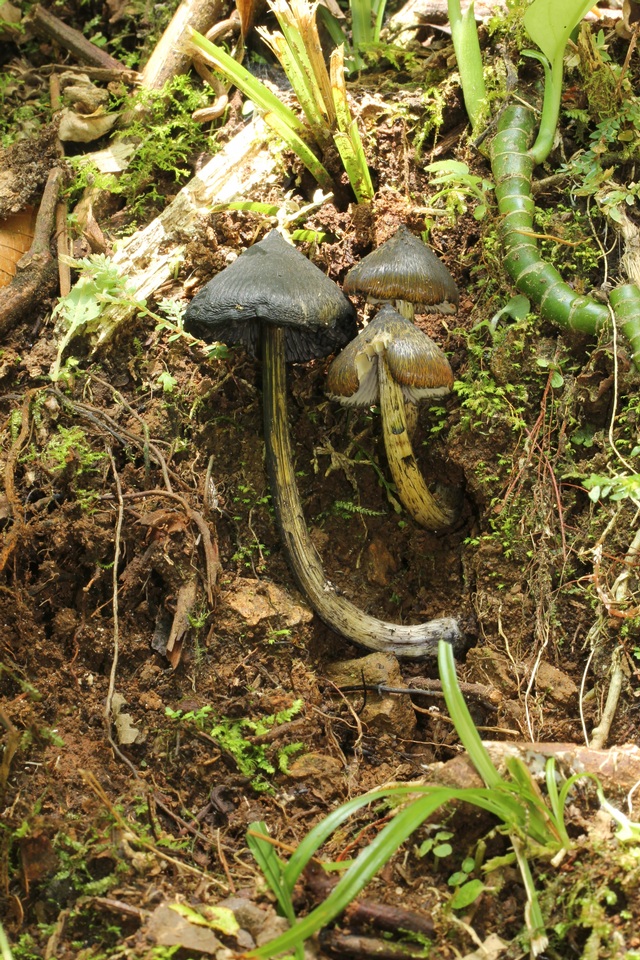 Hygrocybe atrosquamosa image