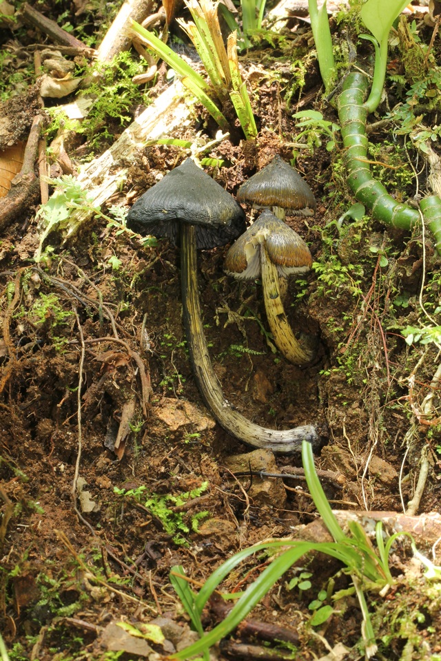 Hygrocybe atrosquamosa image