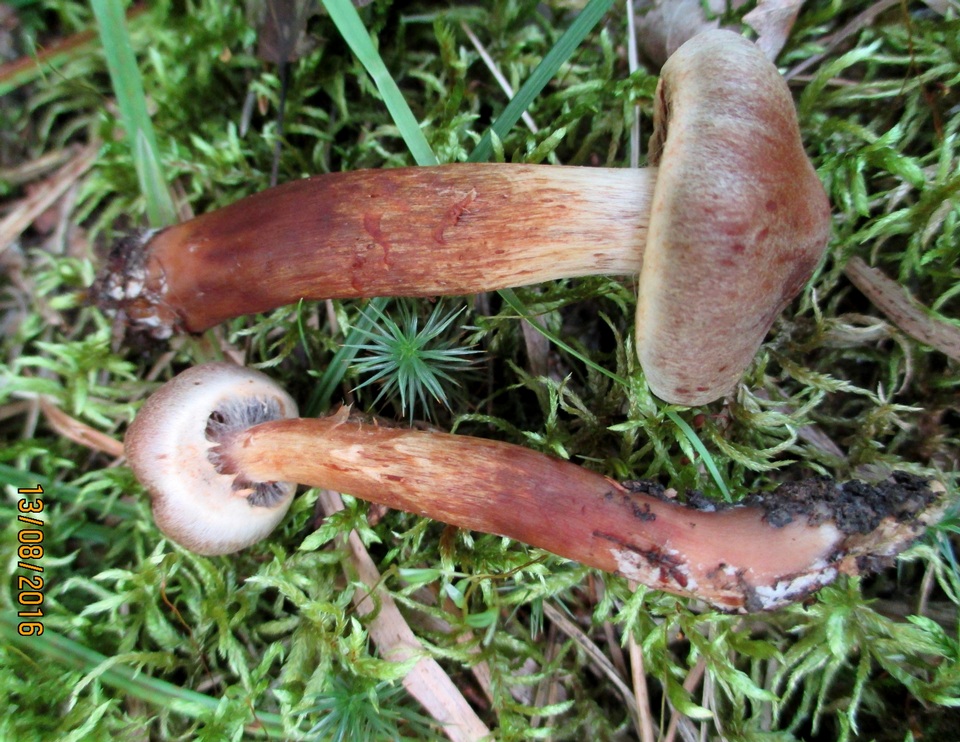 Cortinarius brunneus image