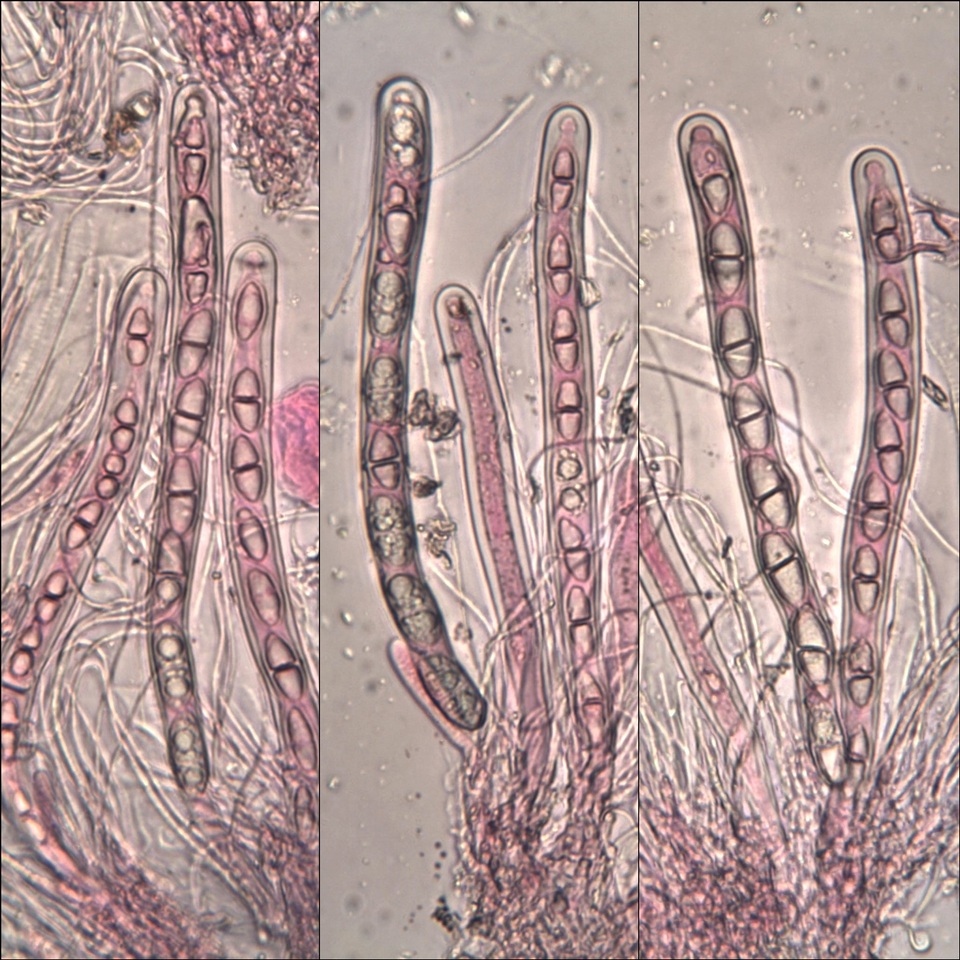 Acrocordia macrospora image