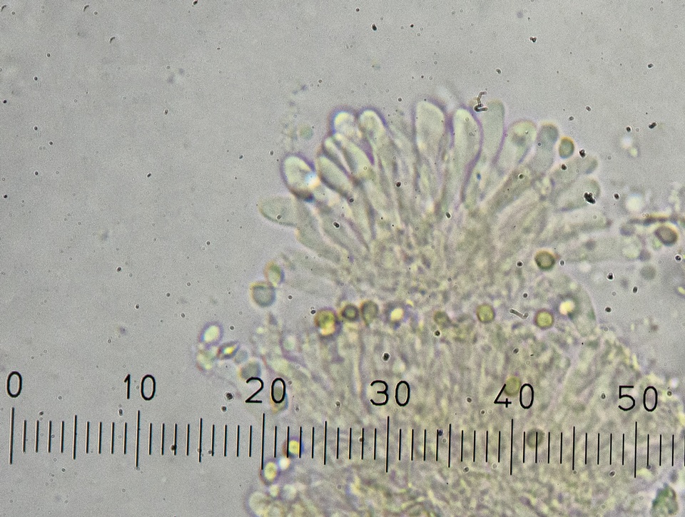 Pseudobaeospora aphana image