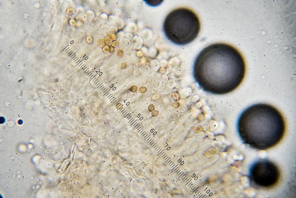 Pseudobaeospora aphana image