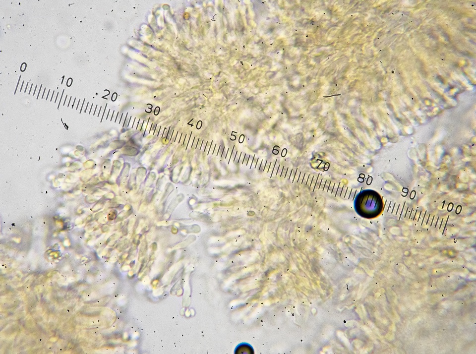 Pseudobaeospora aphana image