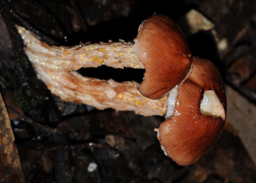 Austroboletus novaezelandiae image