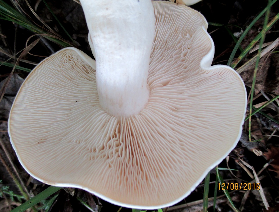 Tricholoma album image