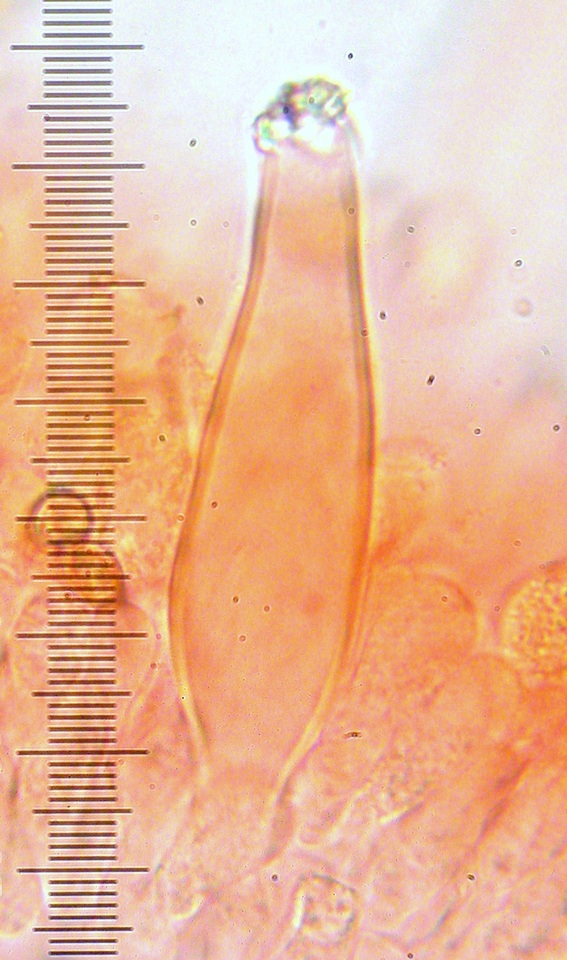 Inocybe pusio image