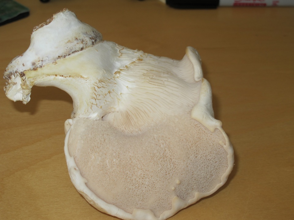 Pleurotus eryngii var. tuoliensis image