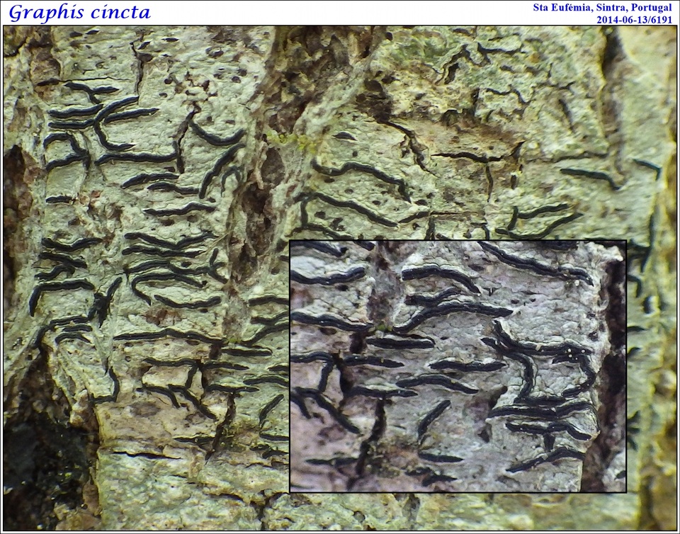 Graphis cincta image