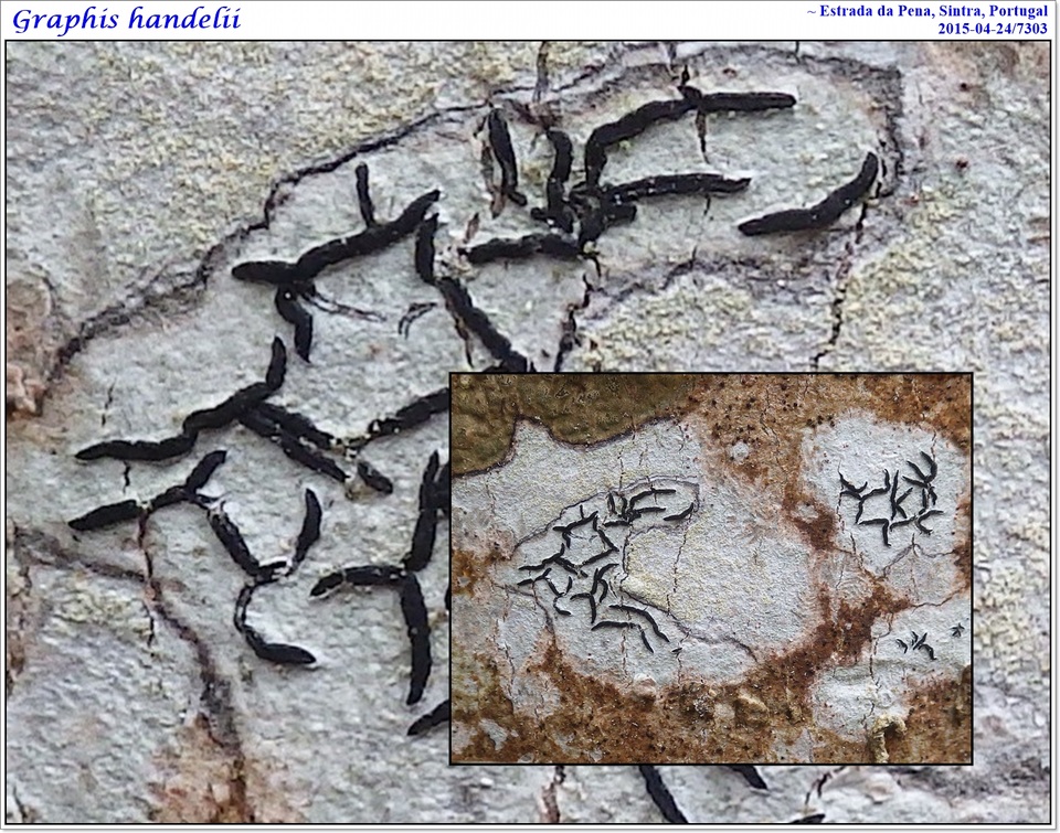 Graphis handelii image