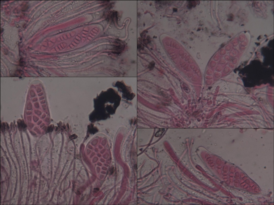 Graphis handelii image