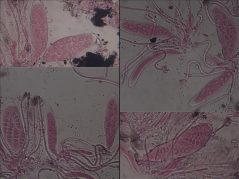 Graphis handelii image