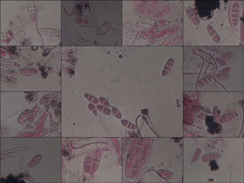 Graphis handelii image