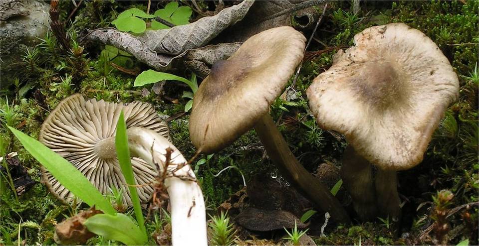 Entoloma turbidum image