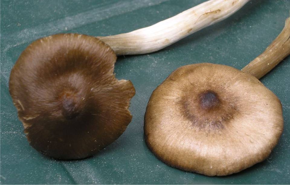 Entoloma turbidum image
