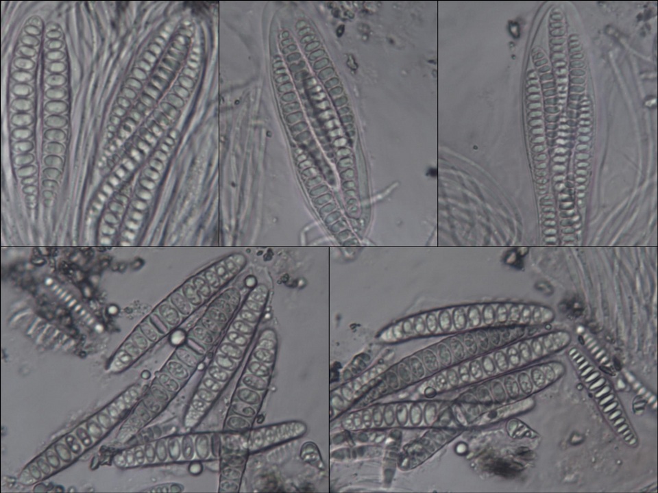 Graphis verminosa image