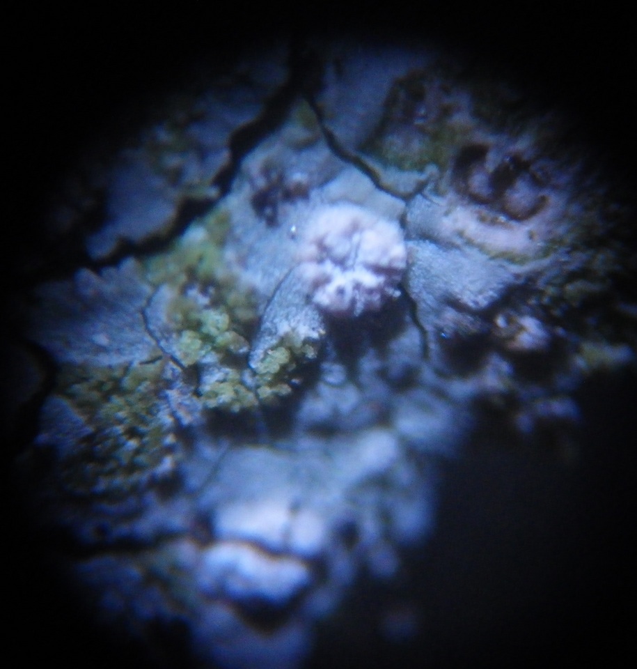Trapelia coarctata image