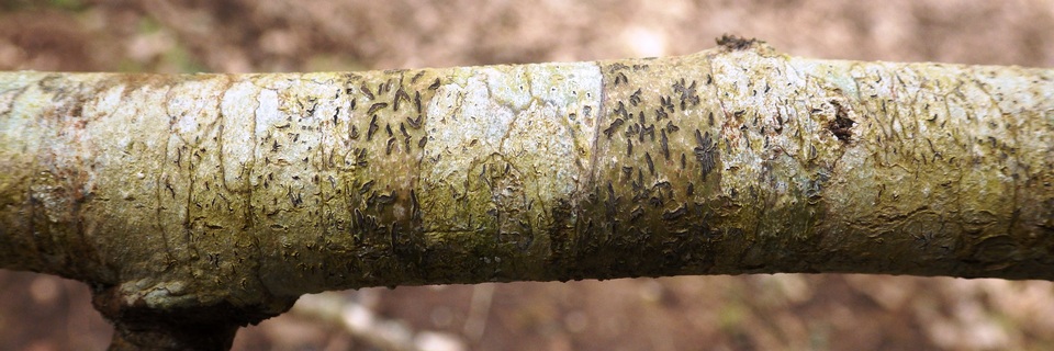 Phaeographis lyellii image