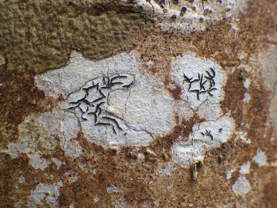 Graphis handelii image