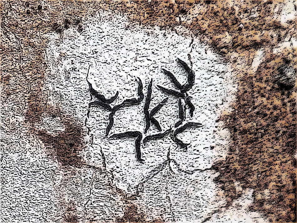 Graphis handelii image