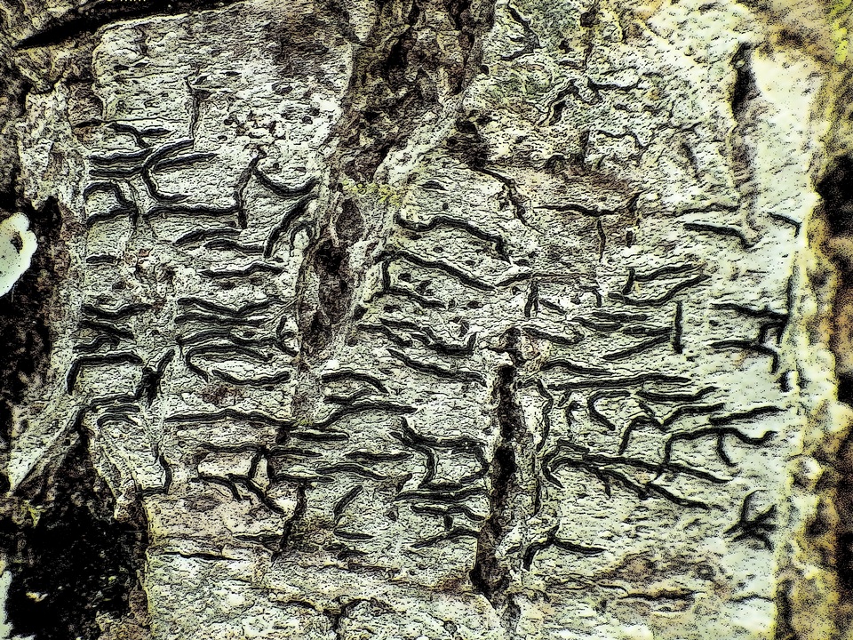 Graphis cincta image