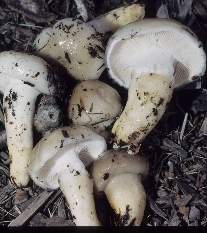 Hygrophorus glutinosus image