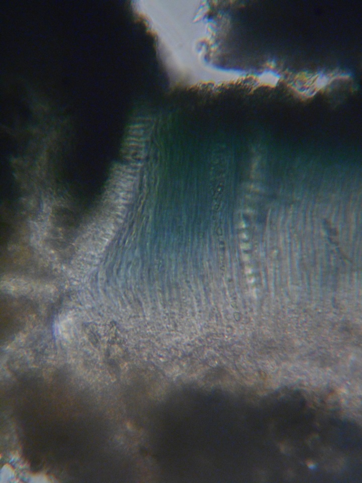 Mellitiosporiella macrospora image