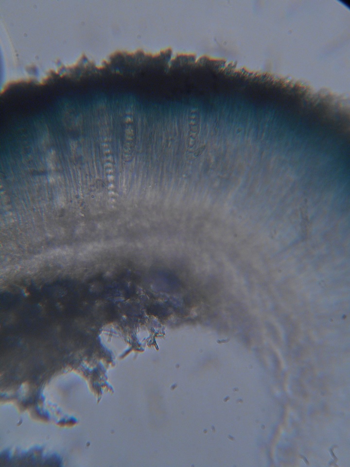 Mellitiosporiella macrospora image
