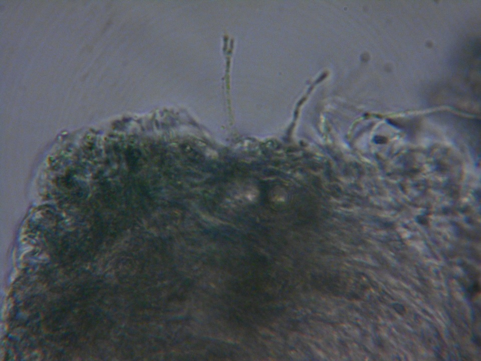 Mellitiosporiella image