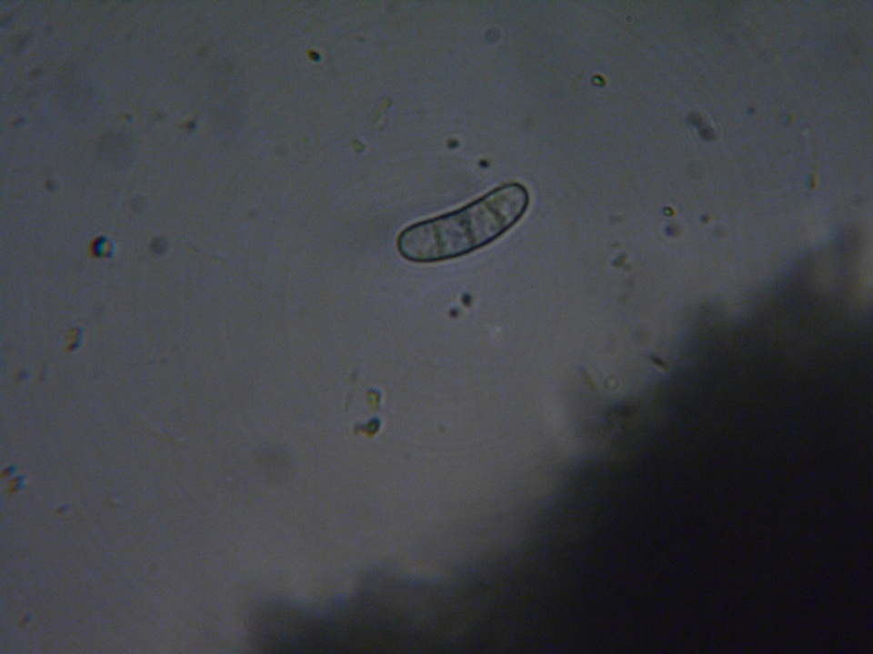 Mellitiosporiella macrospora image