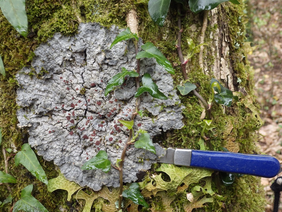 Degelia cyanoloma image