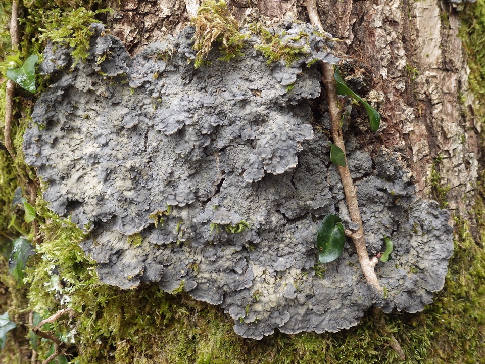 Degelia cyanoloma image