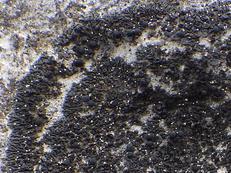 Placynthium subradiatum image