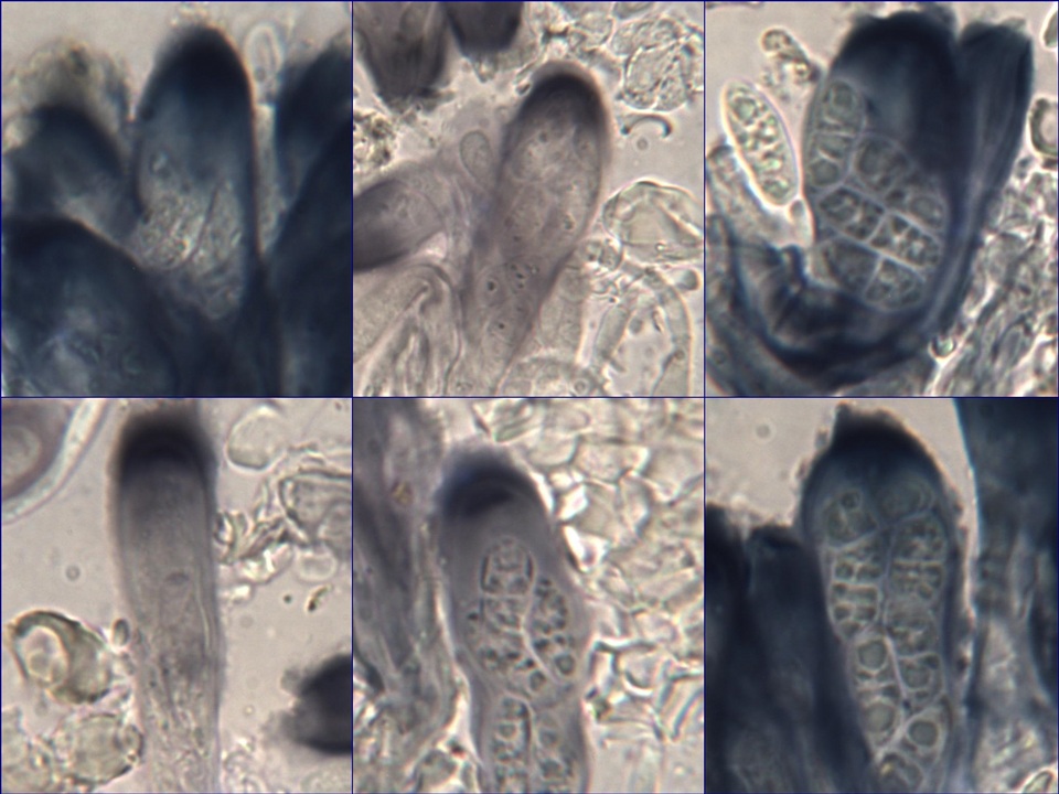 Placynthium subradiatum image