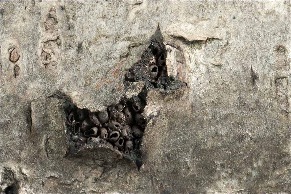 Diatrypella favacea image