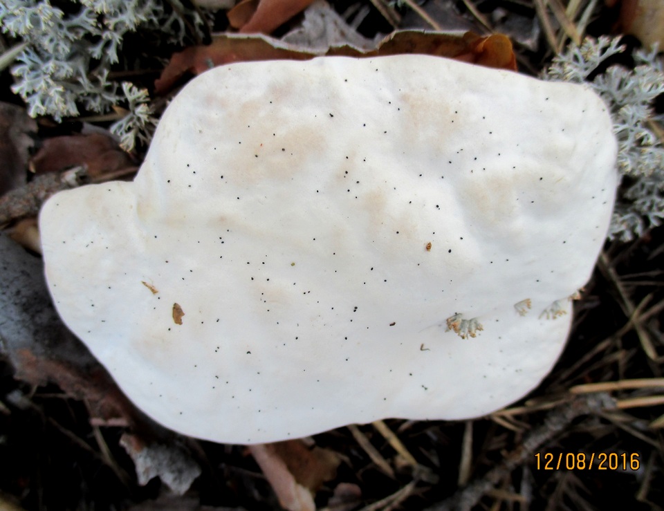 Hydnellum compactum image