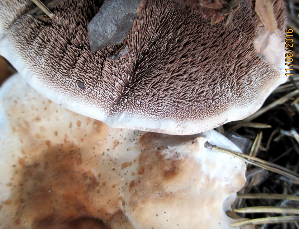 Hydnellum compactum image