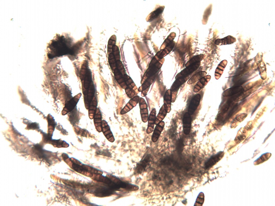 Oedohysterium pulchrum image