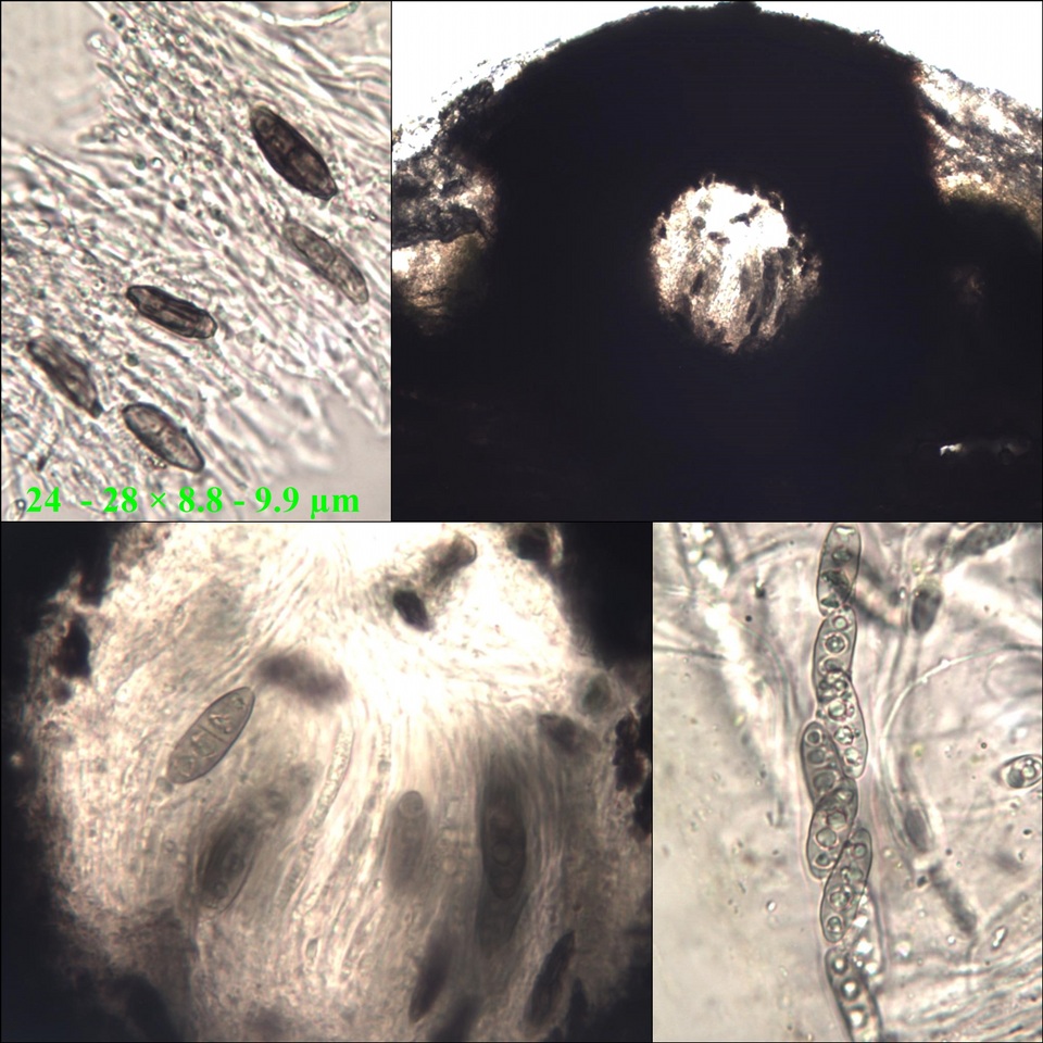 Pyrenula macrospora image